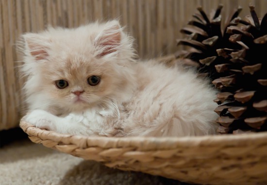 How to raise money without killing a kitten How to raise money without killing a kitten