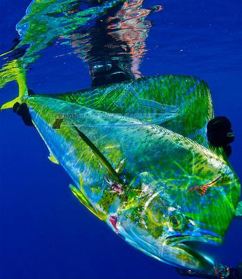 A mahi-mahi, taken freediving