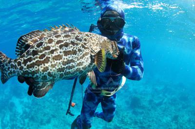 A grouper taken freediving