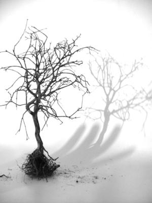 documentary truth idea death