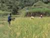 harvesting rice by traditional method