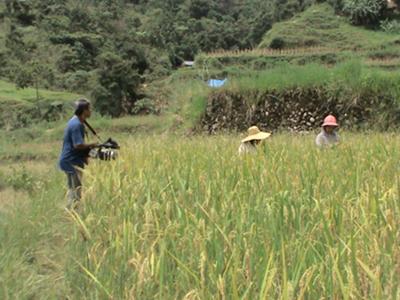 harvesting rice by traditional method