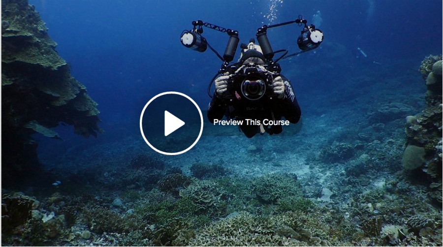 Underwater Documentary Cinematography Filmmaker Profile